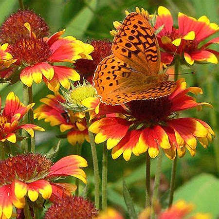 Need Help Choosing Butterfly Nectar Plant? | Gardens with Wings