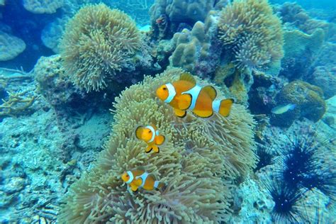 (2020) Pulau Perhentian Snorkeling Tour Packages - HolidayGoGoGo ...