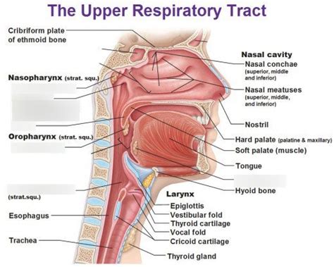 Pharynx and Associated Structures Diagram | Quizlet