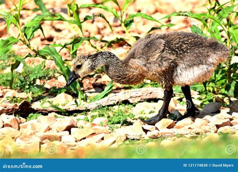 Canadian Goose Gosling Feeding on Lake Hefner Stock Photo - Image of city, last: 121174838