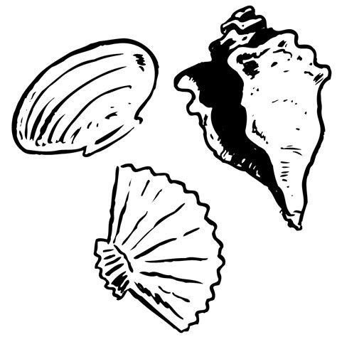 Seashell Clipart Black And White : White Seashell Clip Art Seashells ...