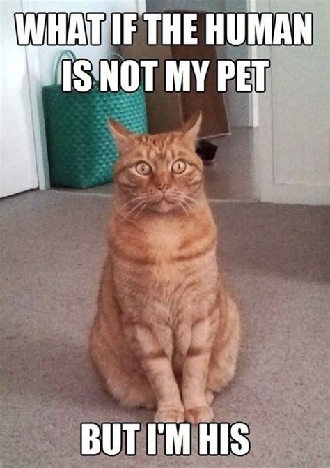 It all started when one cat postulated... | Cat memes, Funny cat ...