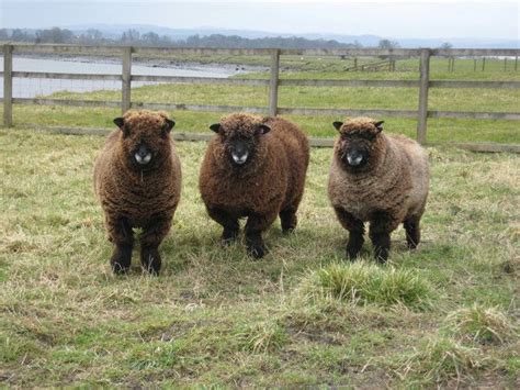 Ryeland Ewes - The Accidental Smallholder | Sheep breeds, Pig breeds, Barnyard animals