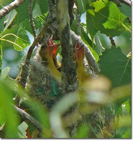 Backyard Bird Cam - Baltimore Oriole - nest