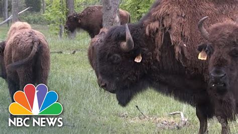 The American Bison Becomes US National Animal | PRESS Pass | NBC News - YouTube