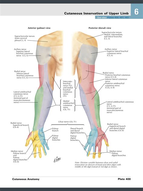 Cutaneous nerve supply forearm, arm, hand | Mednerd | Pinterest