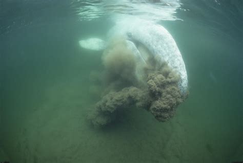 Gray Whale Filter Feeding Vancouver Isl Photograph by Flip Nicklin - Pixels