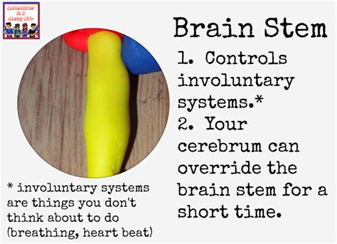 How to make a playdough brain model