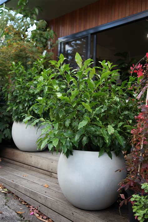 two large white vases filled with plants on a wooden step next to a building