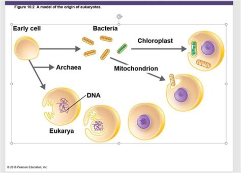 CHAPTER 4 MICROBIOLOGY LECTURE 3 EXAM ENDOSYMBIOTIC THEORY Diagram | Quizlet