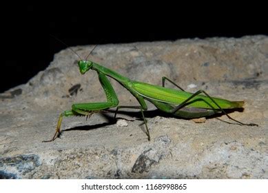 Praying Mantis Natural Habitat Macrophotography Stock Photo 1168998865 ...