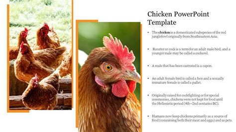 Best Chicken PowerPoint Template Presentation Slide in 2023 | Powerpoint templates, Powerpoint ...