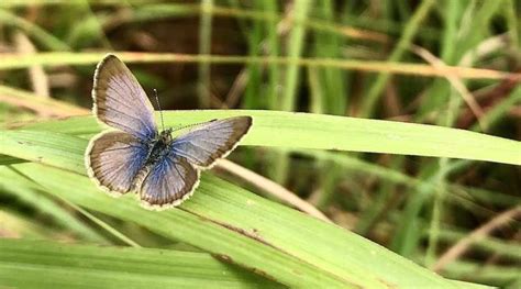 Butterfly behavior shows ways to protect natural habitats in a rapidly ...