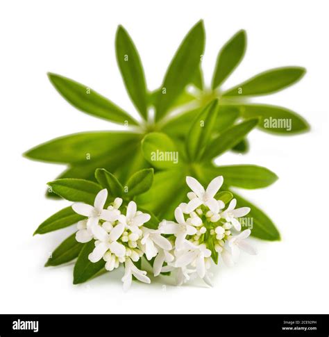 Sweet woodruff flowers isolated on white background Stock Photo - Alamy