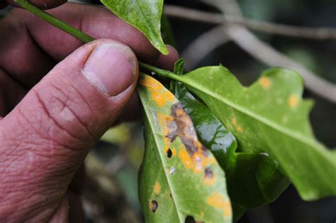 Disease Outbreak Could Wipe Out Coffee Crops in Central America