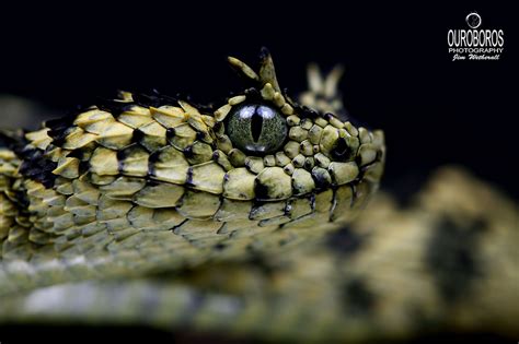 https://flic.kr/p/FWSFvZ | Usambara Eyelash Viper (Atheris ceratophora ...