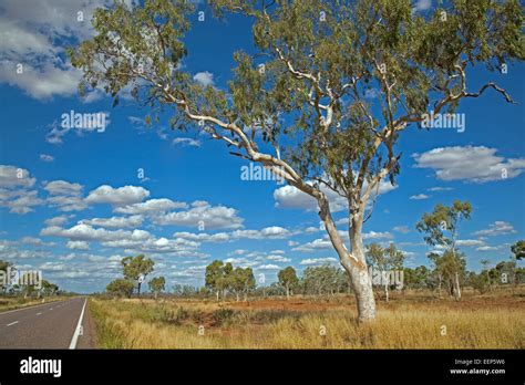 Eucalyptus tree / gum trees in the Australian outback along the Stock Photo: 77934226 - Alamy