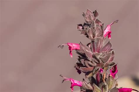 How do you collect Hummingbird Sage seeds? - Hummingbird101