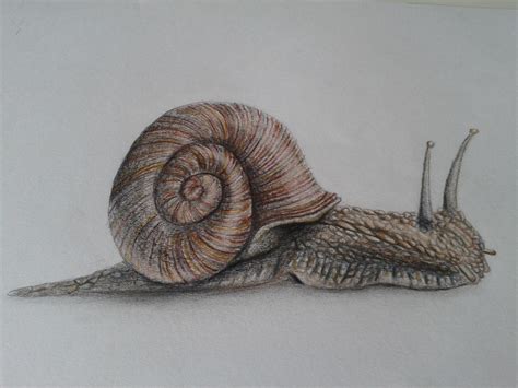 Realistic 3d Snail Drawing By Davidthorst On DeviantArt - Cliparts.co