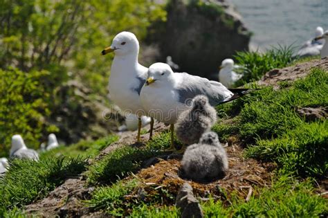 Seagull Nest And Chicks Stock Photography - Image: 33627422