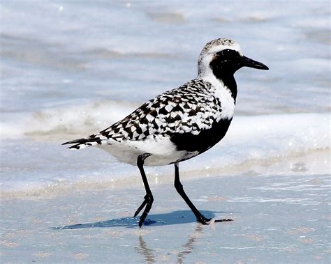 Joan and Dan's Birding Blog: Black-Bellied Plover