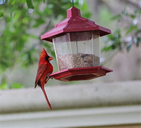 Cardinal - FeederWatch