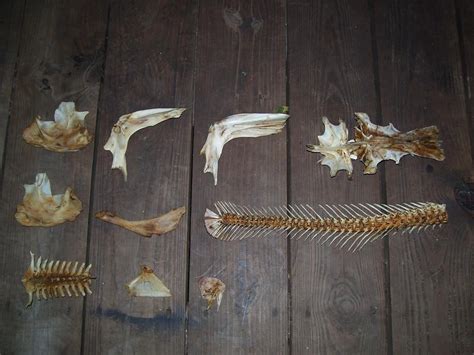 Catfish Skeleton ID | Tropical Fish Keeping