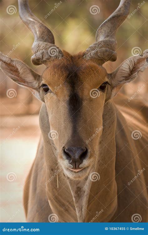 Eland antelope stock image. Image of southern, wildlife - 10367455