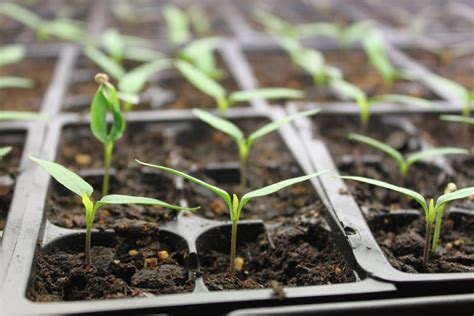 The Keys To Starting Vegetable Seeds Indoors - Spring is Near!