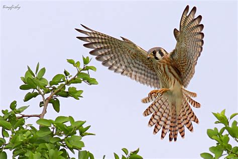 Kestrel Hunting - a photo on Flickriver