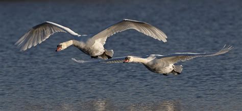 First description of migration routes of Eastern and Western Chinese populations of Mute swans ...