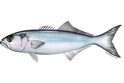 Bluefish - Wikipedia