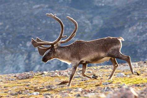 Gallery | The Torngats