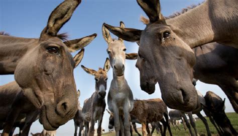 Pakistan sets up first donkey breeding farm for export - The Business Post