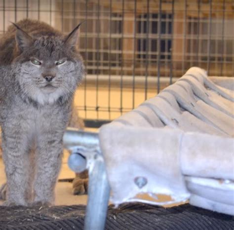 Lynx Kept As A Pet For 13 Years Walks Outside For The First Time