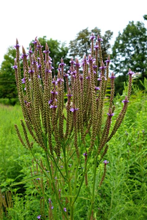 Verbenaceae – Flora Pittsburghensis