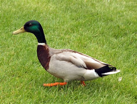 Mallard Duck Free Stock Photo - Public Domain Pictures