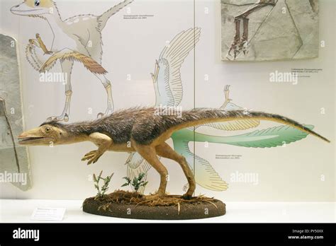 Senckenberg Museum Frankfurt Germany Stock Photo - Alamy