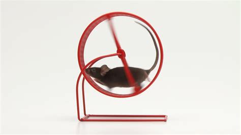 Mouse Wheel Stock Footage Video - Shutterstock