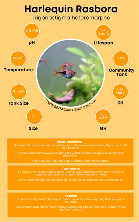 Harlequin Rasbora Care: Complete Guide For All Fish Keepers