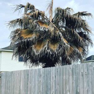 Dead Palm Tree Removal Katy Fulshear Cypress Houston TX