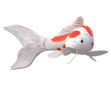 koi Carp Fish isolated on a Transparent Background 23839797 PNG