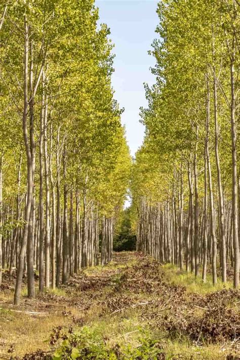 How to Grow Poplar Tree: A Guide to Propagation, Planting, and Care