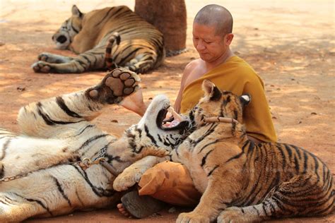 Bangkok Post - Half of tigers seized from temple have died