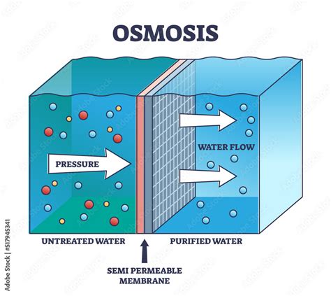 Vettoriale Stock Osmosis process explanation for untreated water purification outline diagram ...