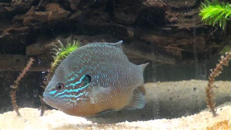 75G Native Sunfish Tank - YouTube