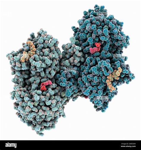 Glycogen phosphorylase complex. Computer model showing the structure of ...