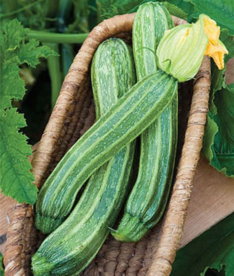 Zucchini Varieties and Types of Zucchini