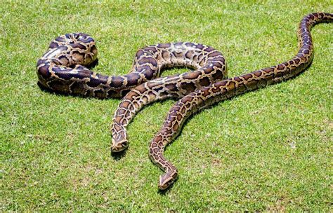 Burmese Pythons Invasive Species