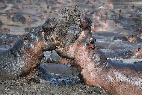 Hippopotamus Facts - WorldAtlas